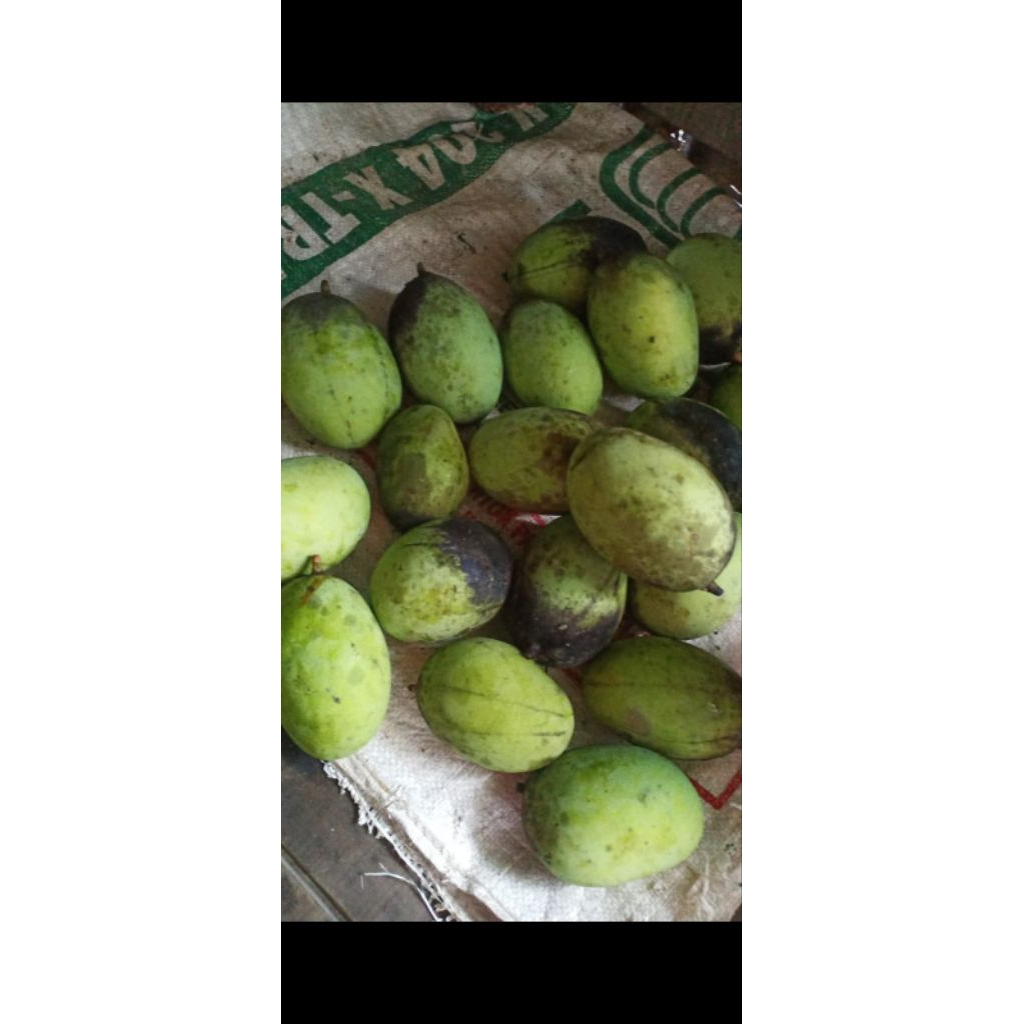 

MANGGA KUINI/KWENI perkilo