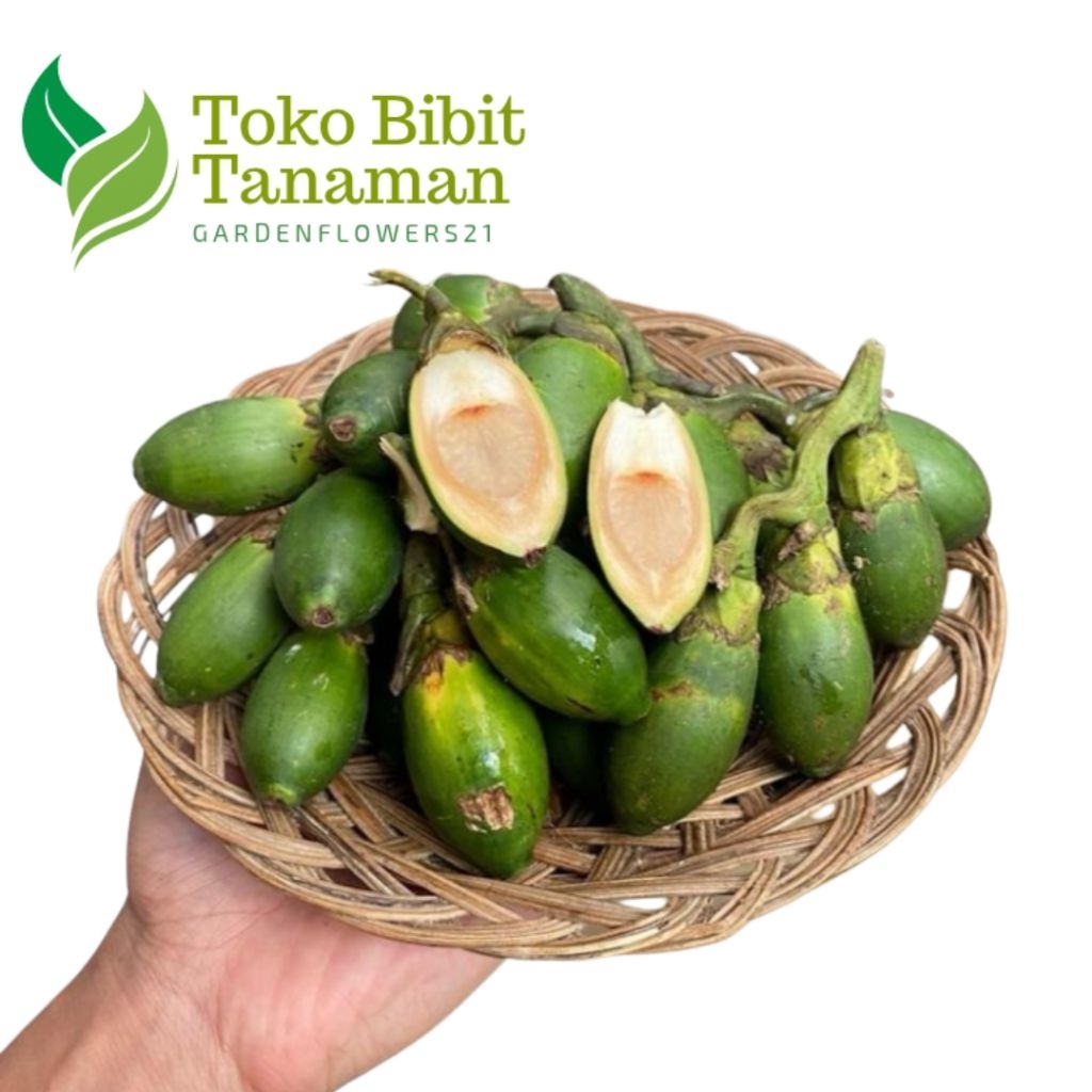 

BUAH PINANG MUDA SEGAR FRESH 500GRAM JAMBE MUDA