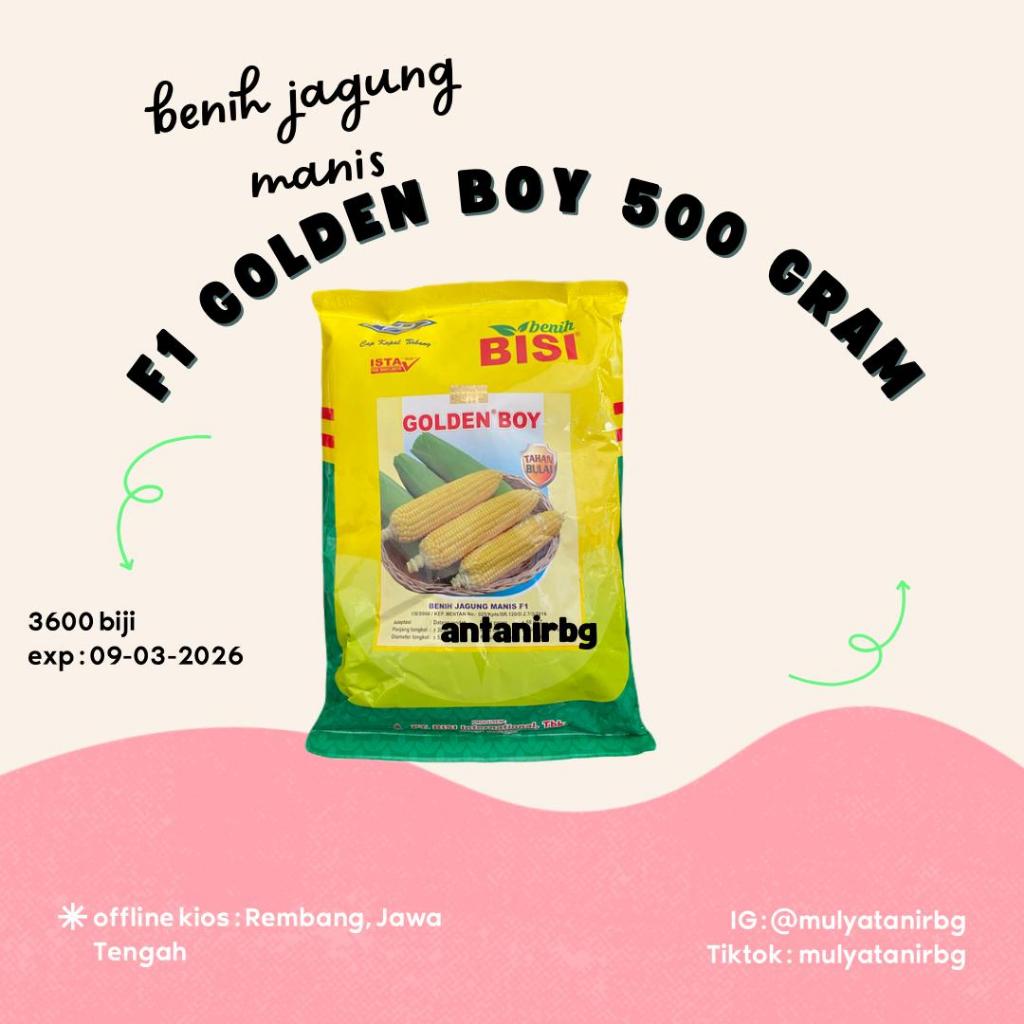 

BENIH JAGUNG MANIS F1 GOLDEN BOY 500 GRAM/3600 BIJI ORIGINAL-BISI - EXP :09-03-2026