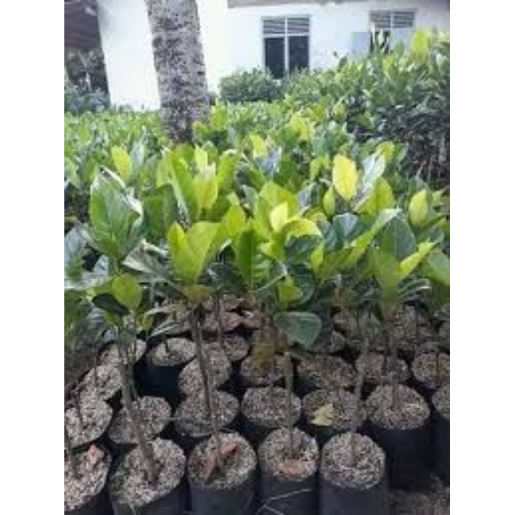 Bibit cempedak super