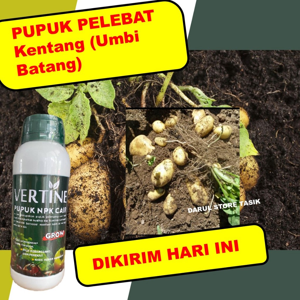 Pupuk NPK Cair Penyubur Kentang Umbi Besar Padat, Panen Maksimal, Nutrisi Lengkap Tanaman Umbi Batan