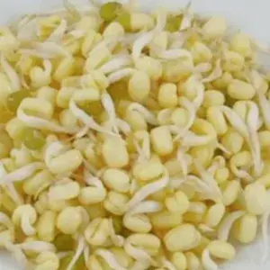 

Toge Pendek / Toge Rawon / Kecambah 250 Gram