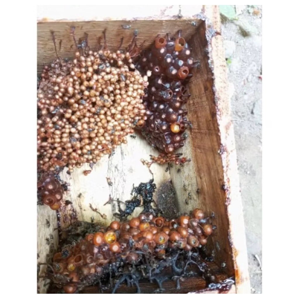 klanceng leavicep SUPER /levi/lanceng/ teuwul/ teuweul/trigona/ kele kele/ lebah/Madu /trigona