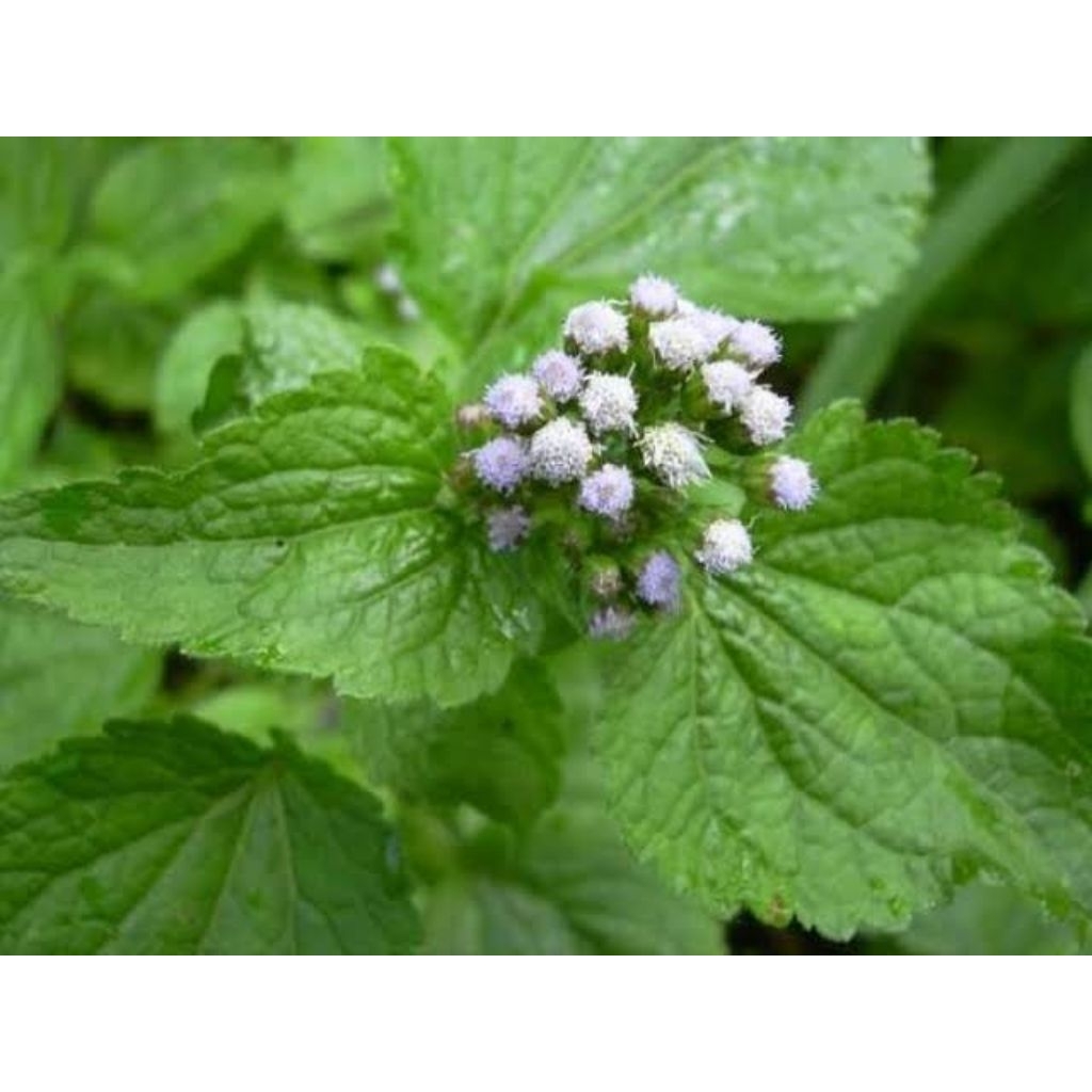 

Daun Bandotan-Badot Segar Petik Saat Order Kemasan 1000 Grm