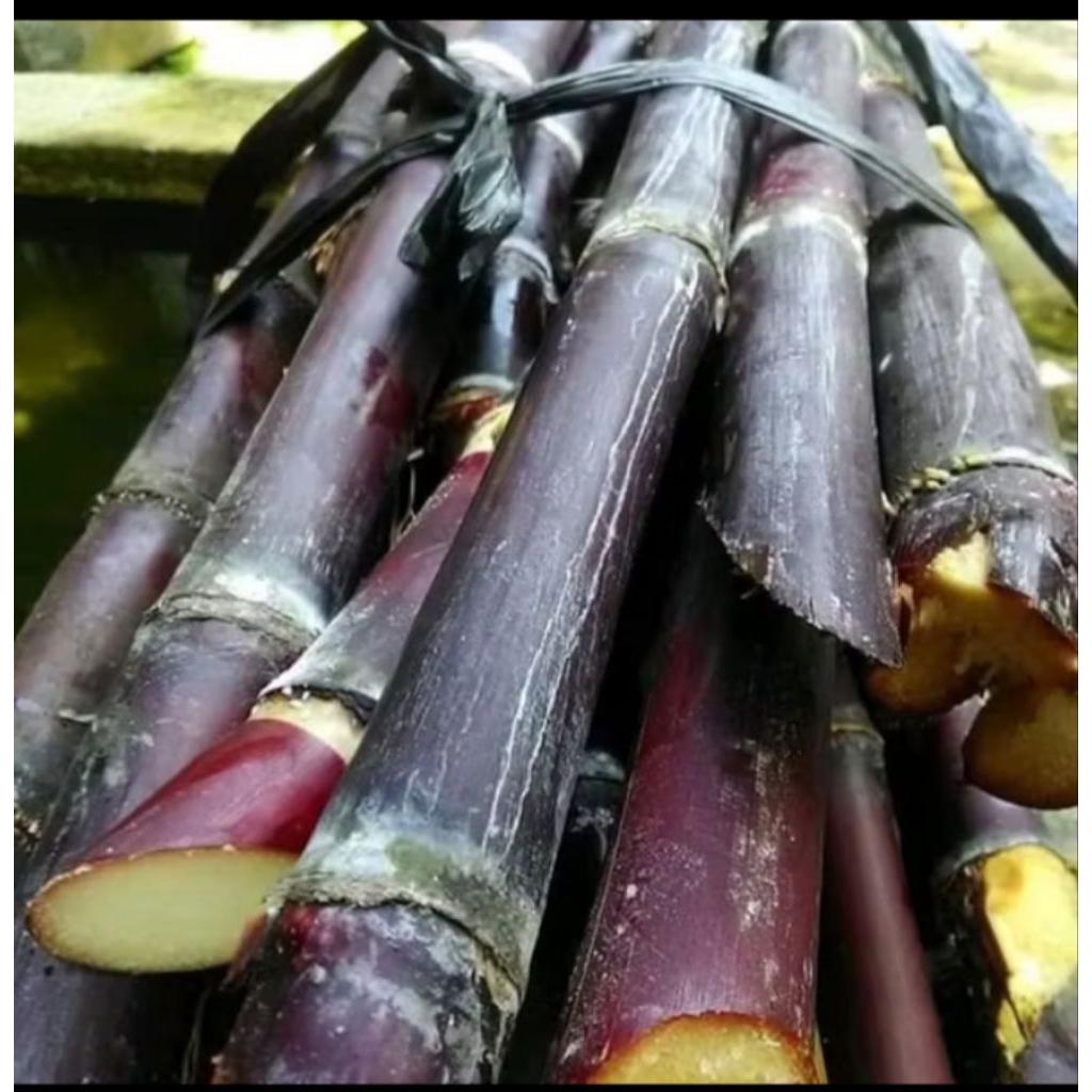 

tebu hitam manis 1kg