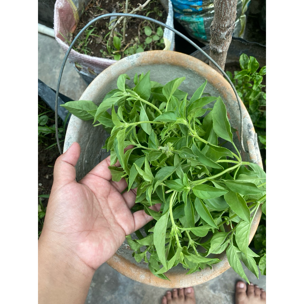 

DAUN KEMANGI SEGAR