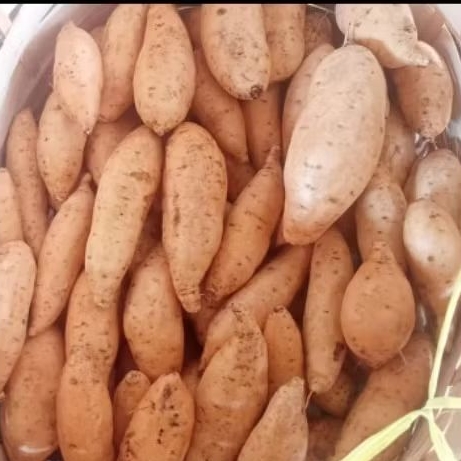 

ubi cilembu per 1 kg