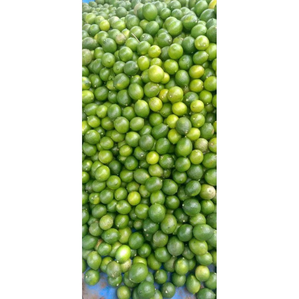 

Jeruk Lemon California Fresh Segar Super Premium 1kg