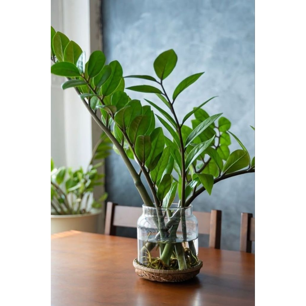 Zamia tanaman bisa hidup di air-tanaman media air