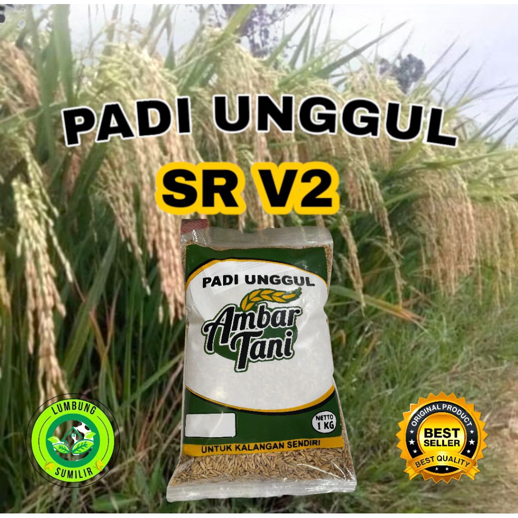 Benih Padi Unggul SR V2 Kemasan 1KG