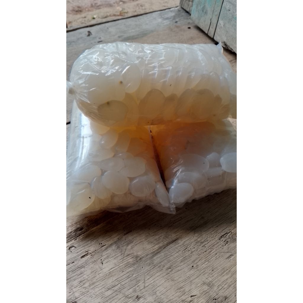 

Kolang Kaling Segar Asli | Premium Aren 1Kg