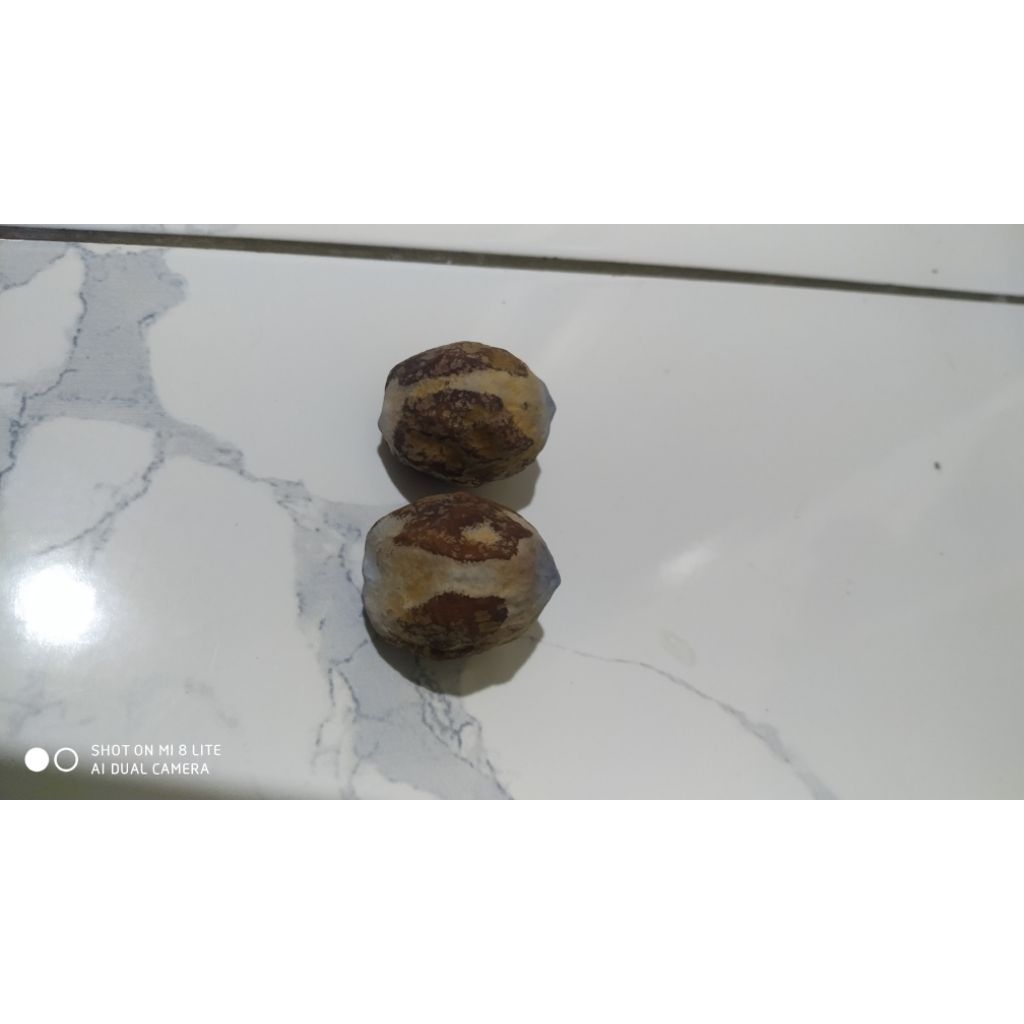 Kemiri/muncang adu Jalim Domba