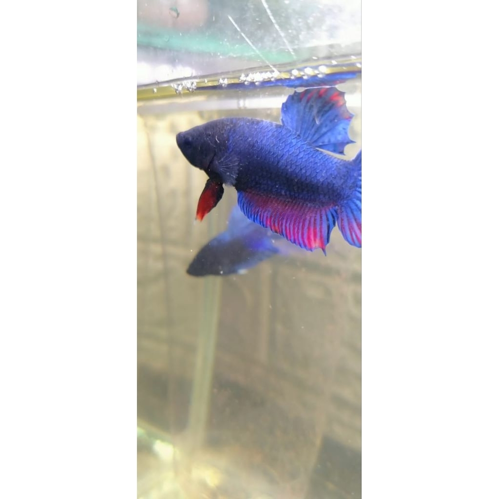 ikan cupang aduan bahan belantong lokal super siap adu