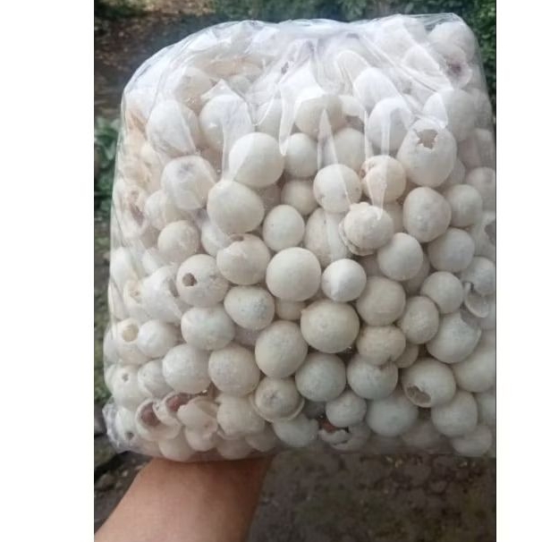 

kacang atom bledos atom