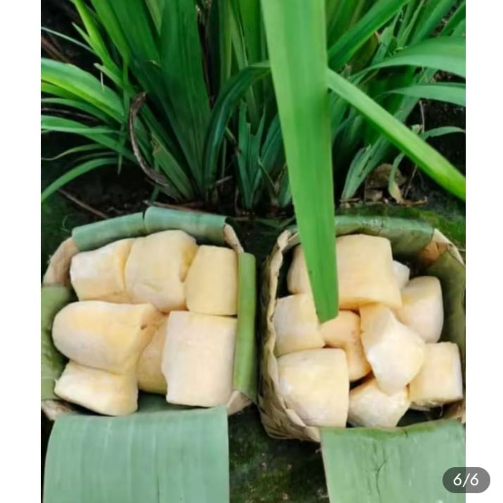 

tape singkong mentega manis 500 gram YG CO LEBIH DARI SATU DI SATU KAN JADI SATU KEMASAN