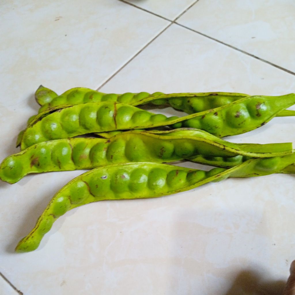 

PETE FREH HARGA Per 5 papan