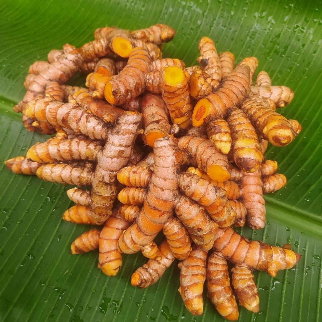 

kunyit segar berkualitas langsung dari petani 500 gram Cocok untuk berbagai masakan