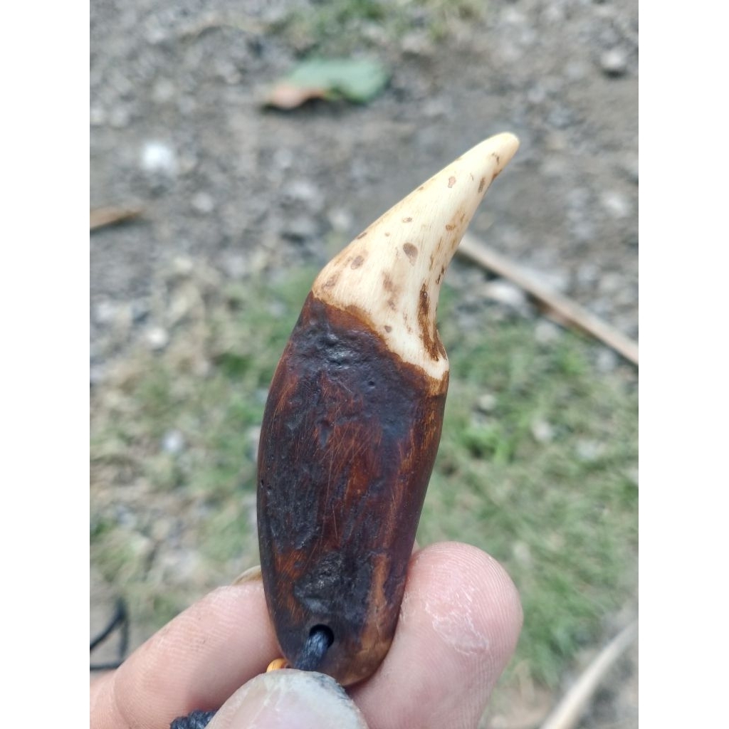 kalung liontin taring beruang