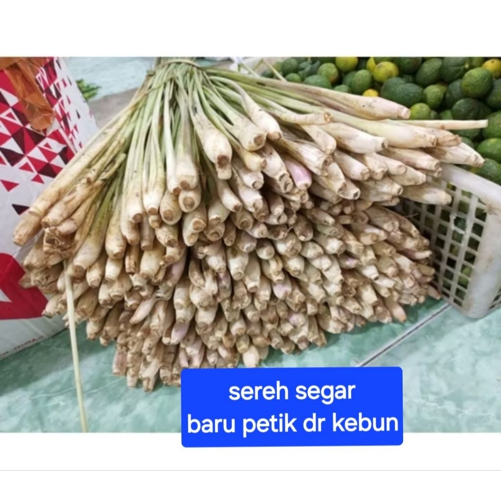 

SEREH SERAI SEGAR DARI KEBUN