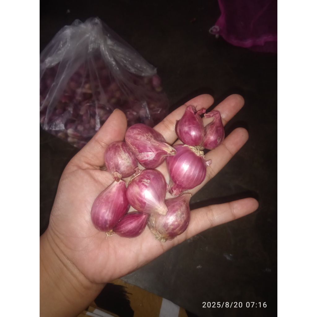 

Bawang merah probolinggo kemasan 1kg ukuran besar