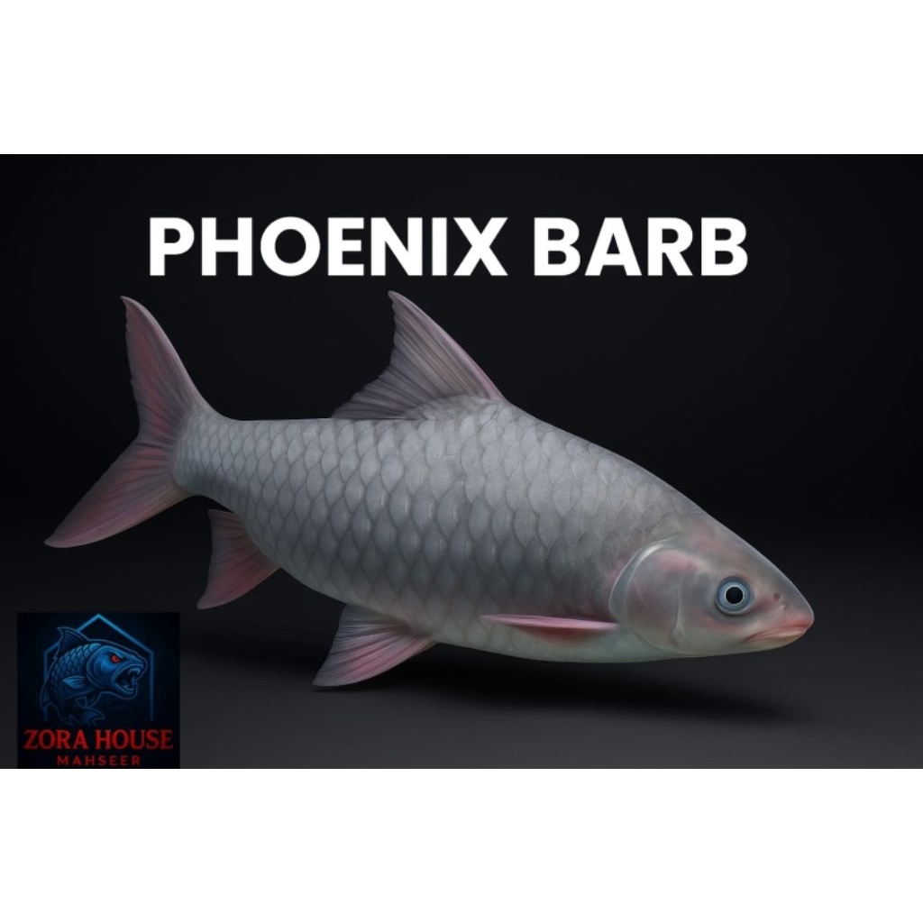 patung Phoenix barb tank mate masheer 22cm