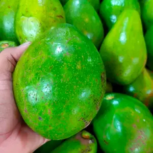 

Alpukat mentega mentah 1kg