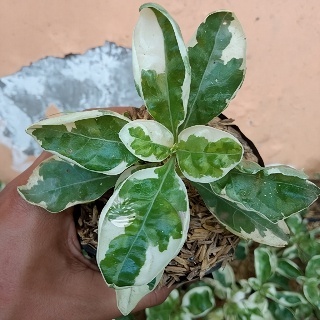 Tanaman Hias Krokot Putih - krokot putih - krokot bayam putih