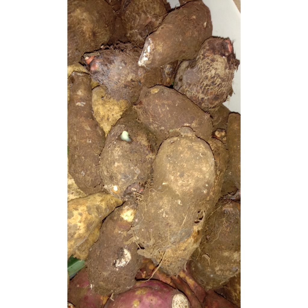 

talas, kimpul 1000gram