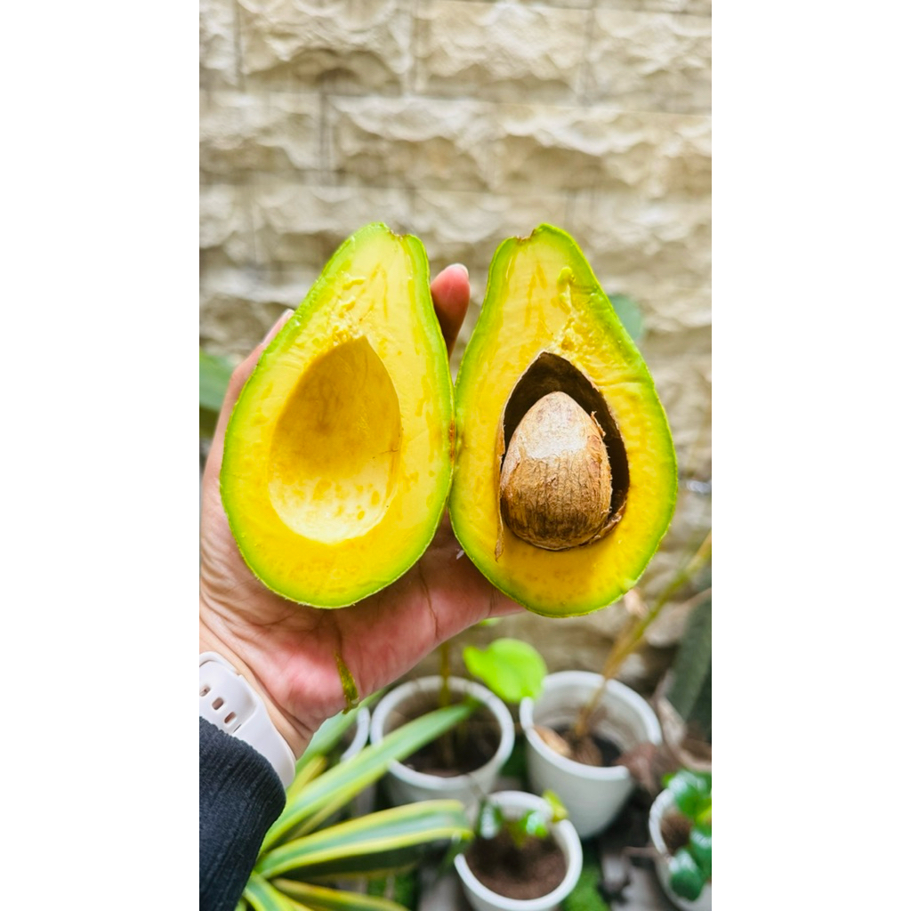 Alpukat Mentega Muria