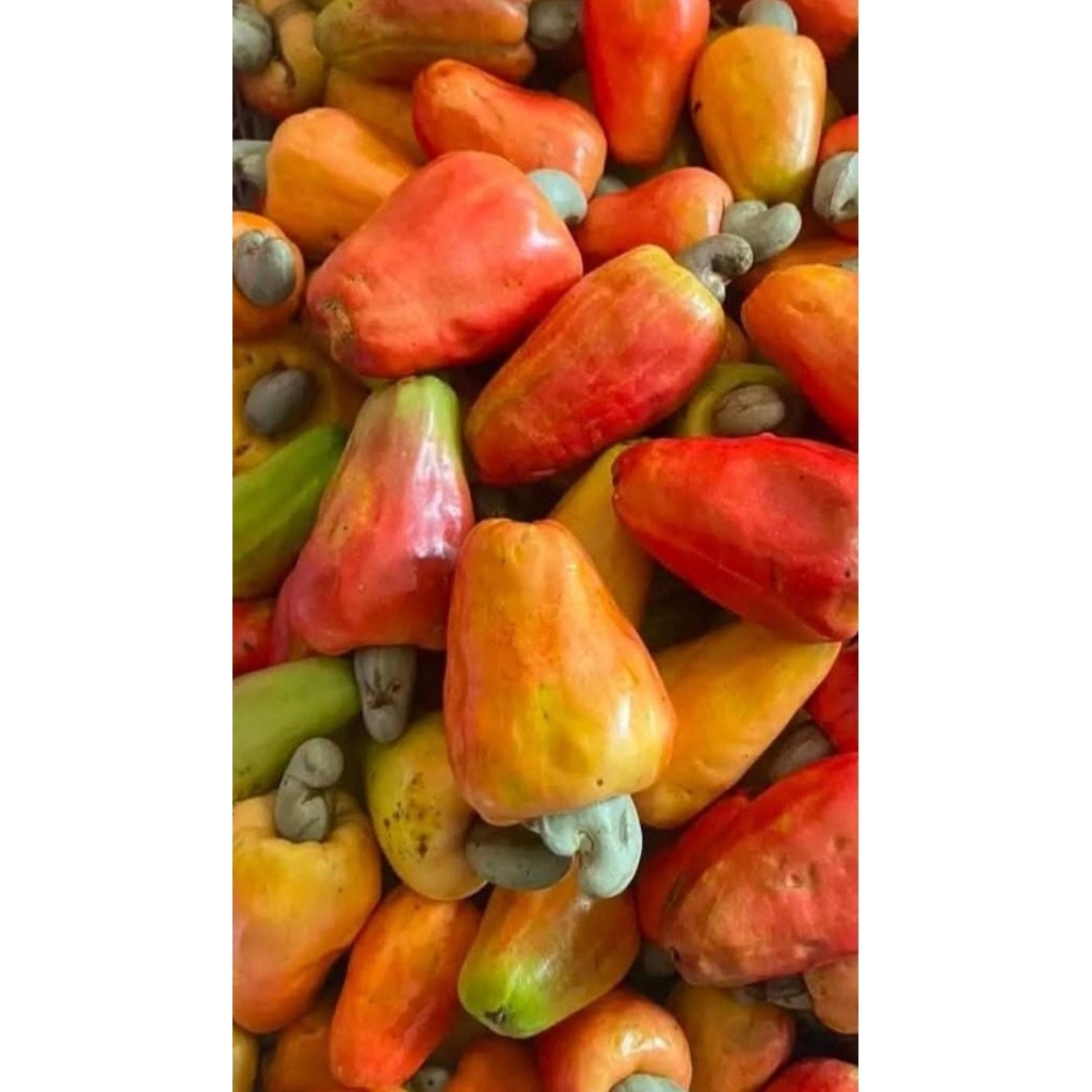 Jambu Mede / Jambu Monyet 1kg