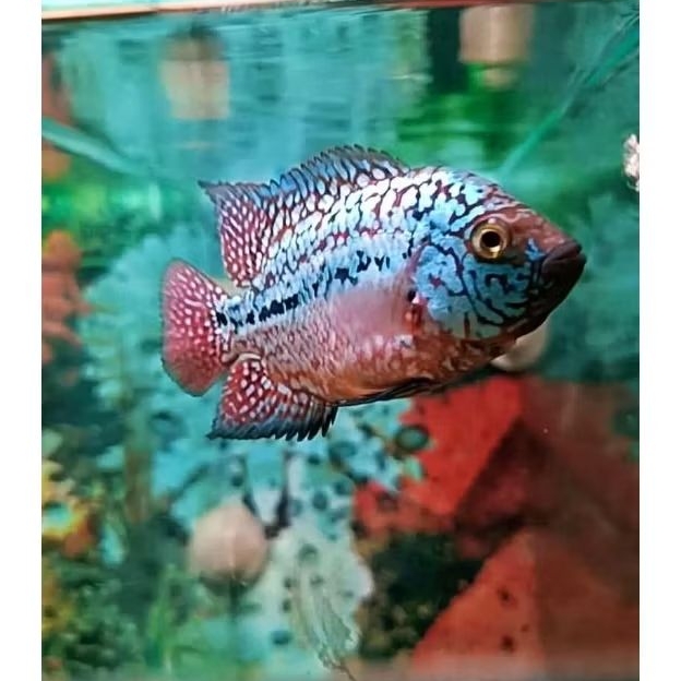 ikan louhan kamfa Thailand real pict