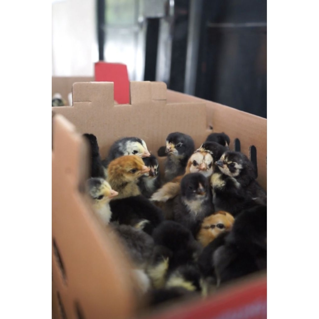 Doc Anak Ayam Kampung KUB