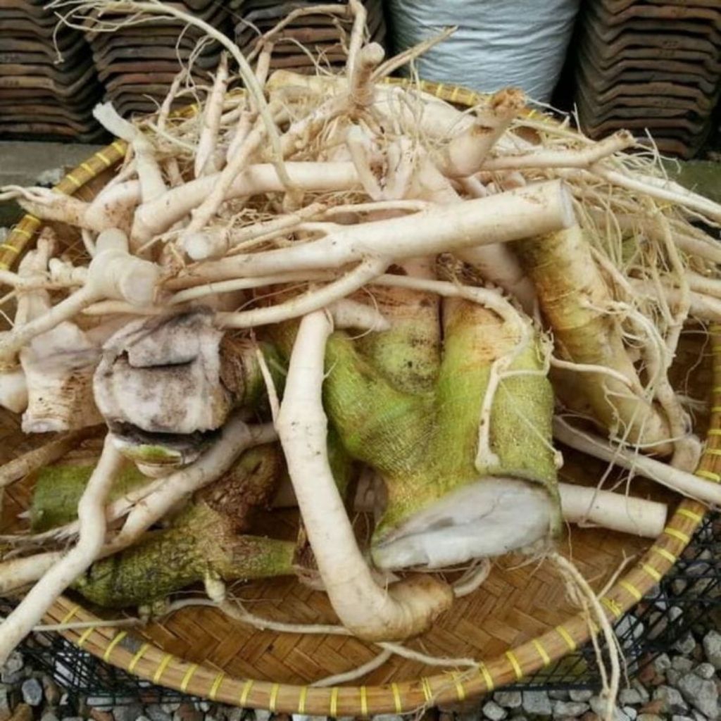 

Akar Pepaya Segar 1 Kg – Herbal Alami Ramuan Tradisional