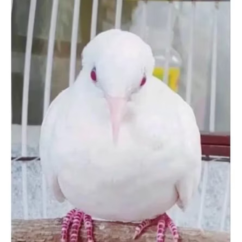 burung perkutut putih kapas mata merah pilihan rawatan