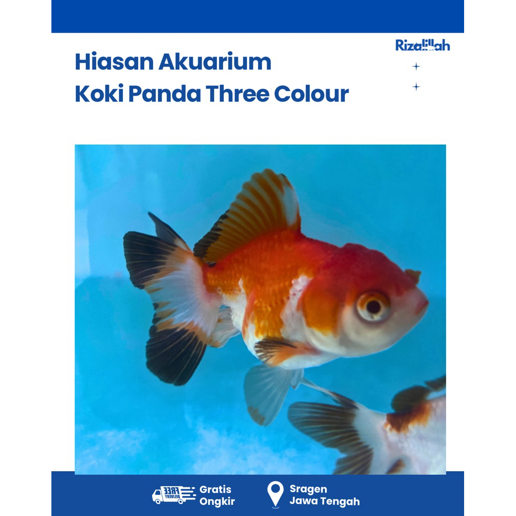 Koki Panda Three Colour | Koki Orens | Koki Ranchu