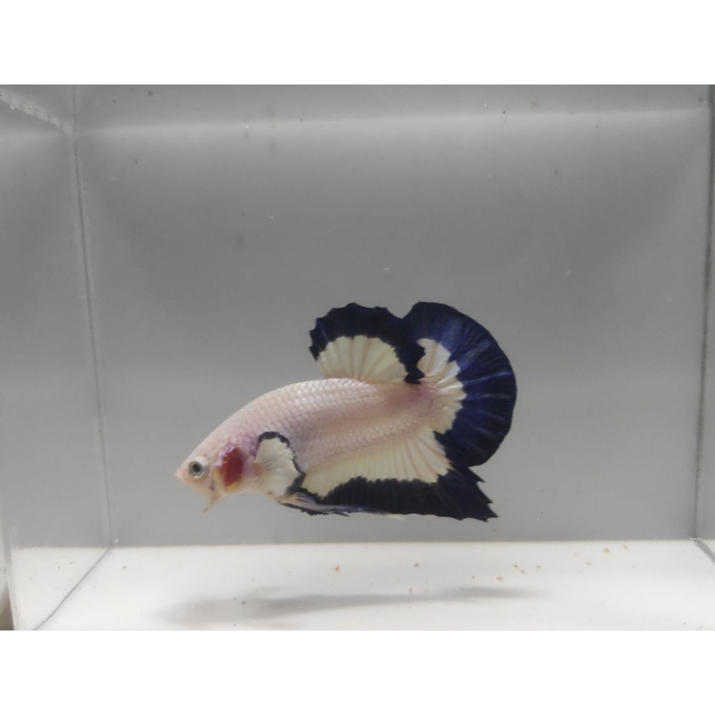 Bahan Cupang Blue Rim Jantan/Betina Clean