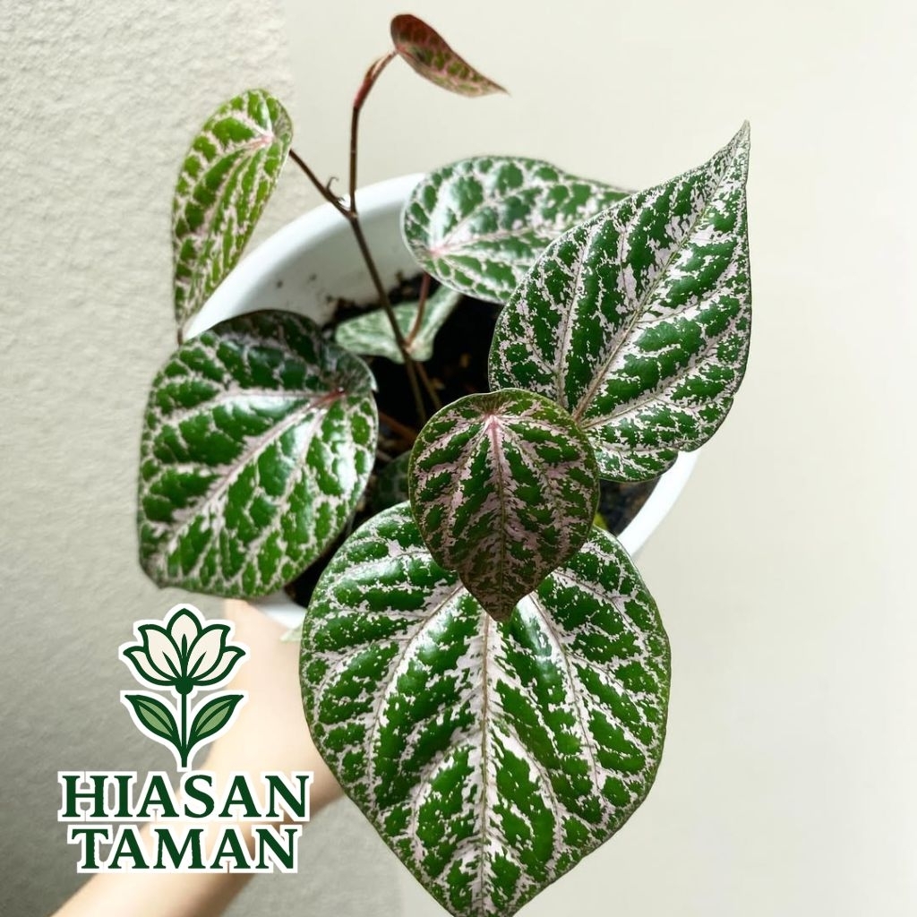 Tanaman herbal sirih merah - tanaman sirih merah - pohon sirih merah