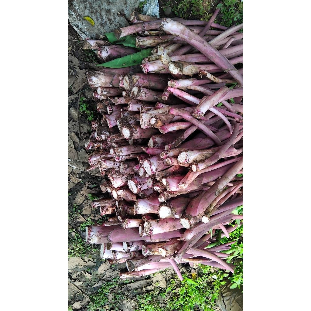 bibit super talas pratama 3 / talas bogor / talas jumbo