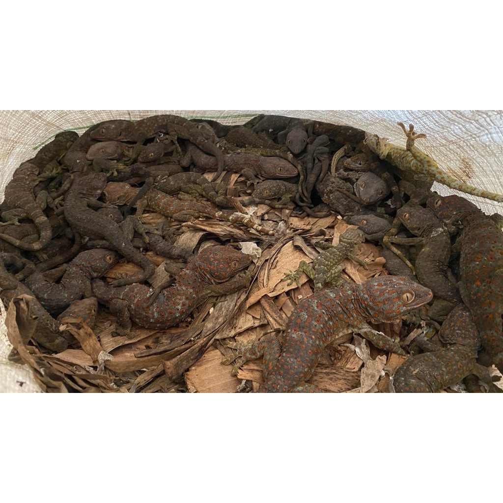 STIKER GAMBAR HEWAN ( TOKEK 1 PASANG)