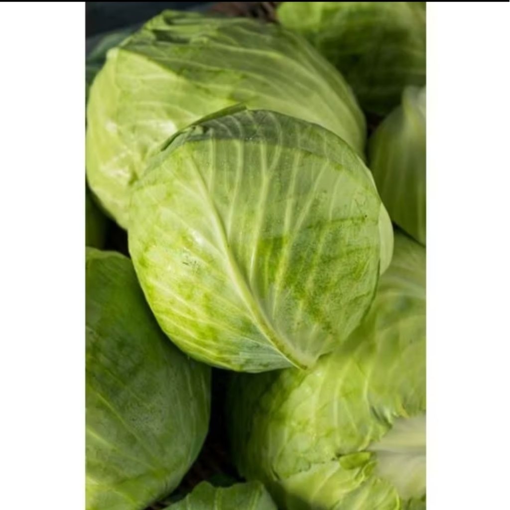 

kol/kubis hijau segar per 1kg