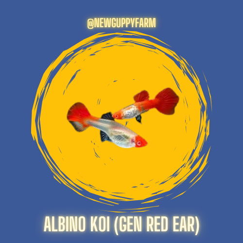 HIASAN AQUARIUM IKAN  GUPPY ALBINO KOI (GEN RED EAR)