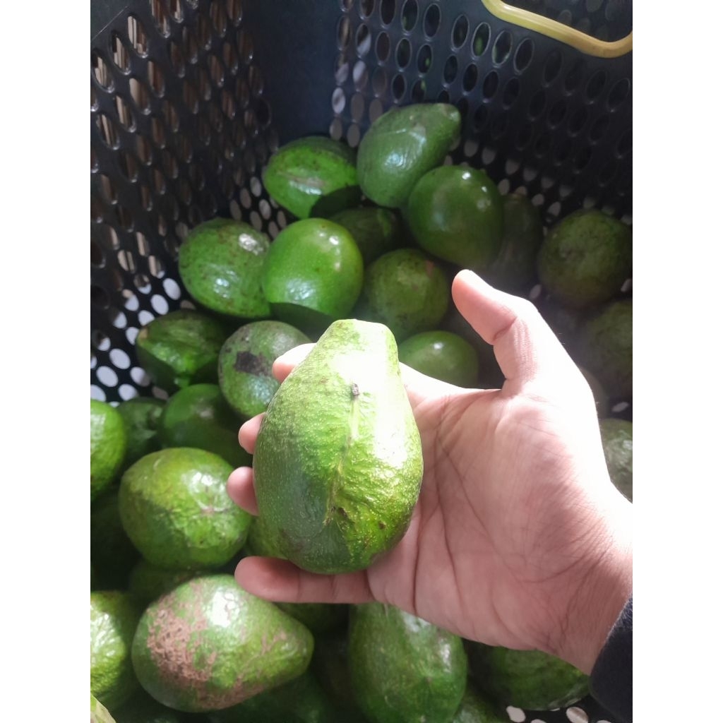 

PROMO!!Alpukat mentega 1kg isi 5-6buah