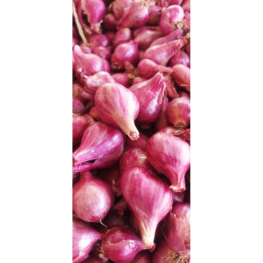 bawang merah probolinggo