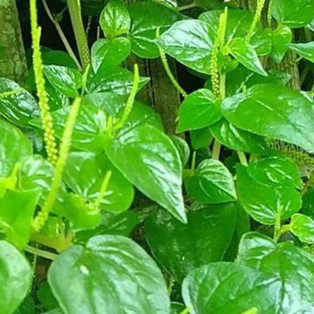 

Terbaik Daun Herbal Sirih Cina / Tumpang Air Segar (100 gram)