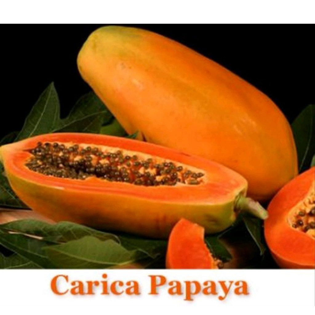 15 biji bibit tanaman pepaya carica kuning