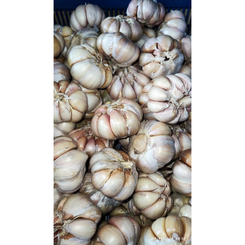

BAWANG PUTIH REGULAR 500GR