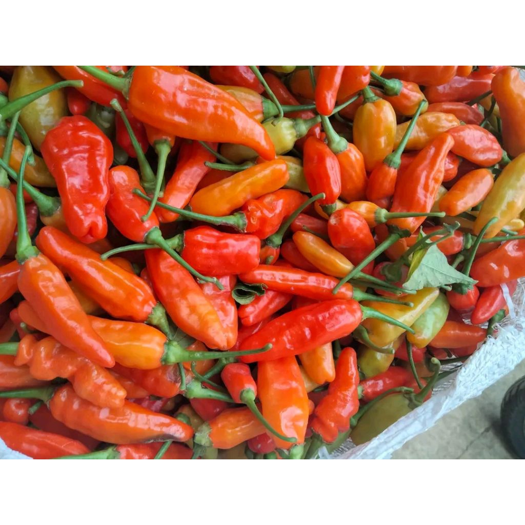 

Cabe Rawit Super Pedas Buah Besar Buat Kabutuhan Sehari Hari Virall