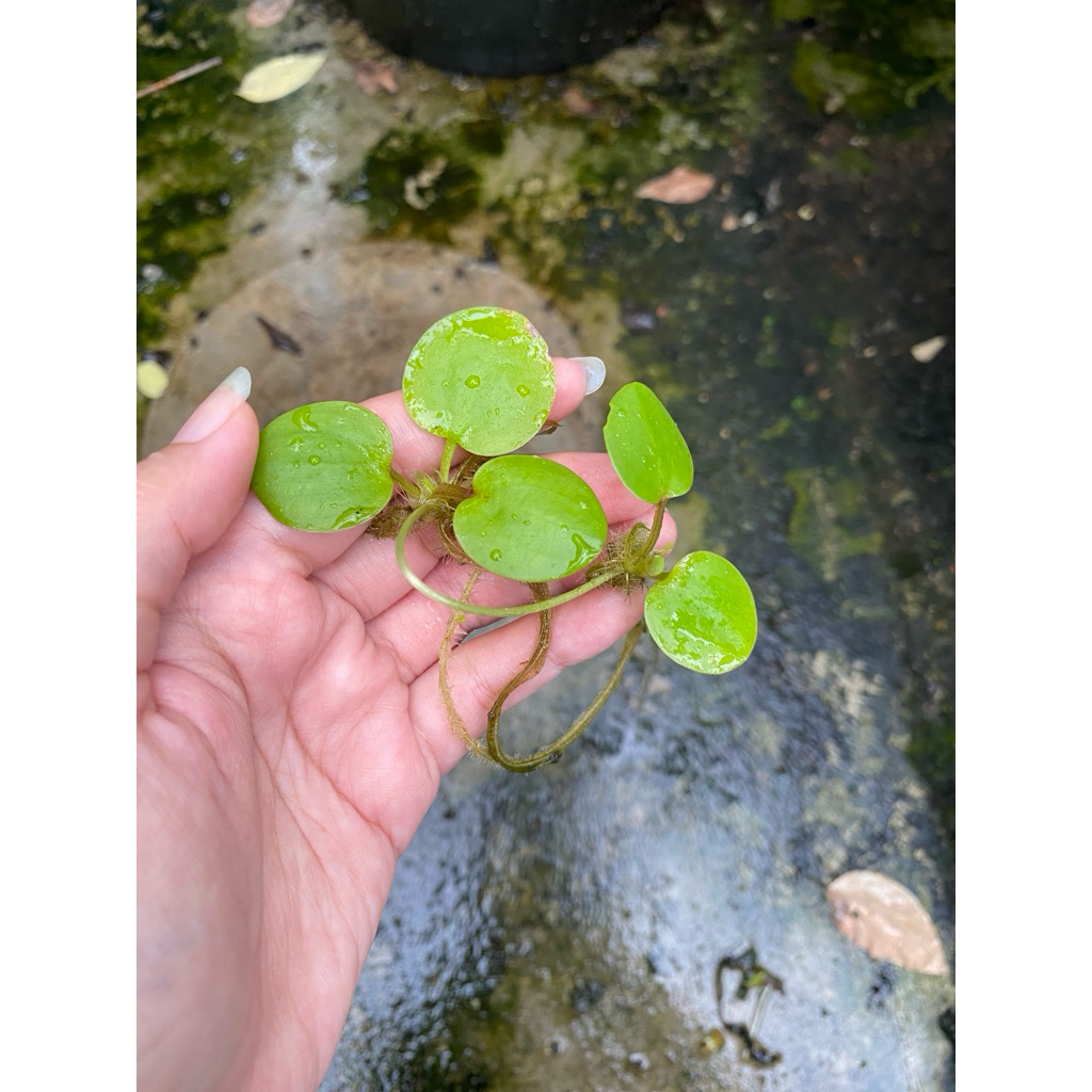 TANAMAN AIR APUNG FROGBIT