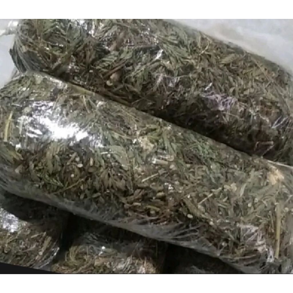 

Daun Putri Malu Kering Kumplit 200 Gram obat herbl