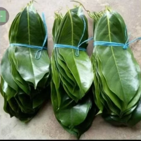 

daun sirsak segar, daun herbal segar kaya manfaat diambil saat order masuk perlembar